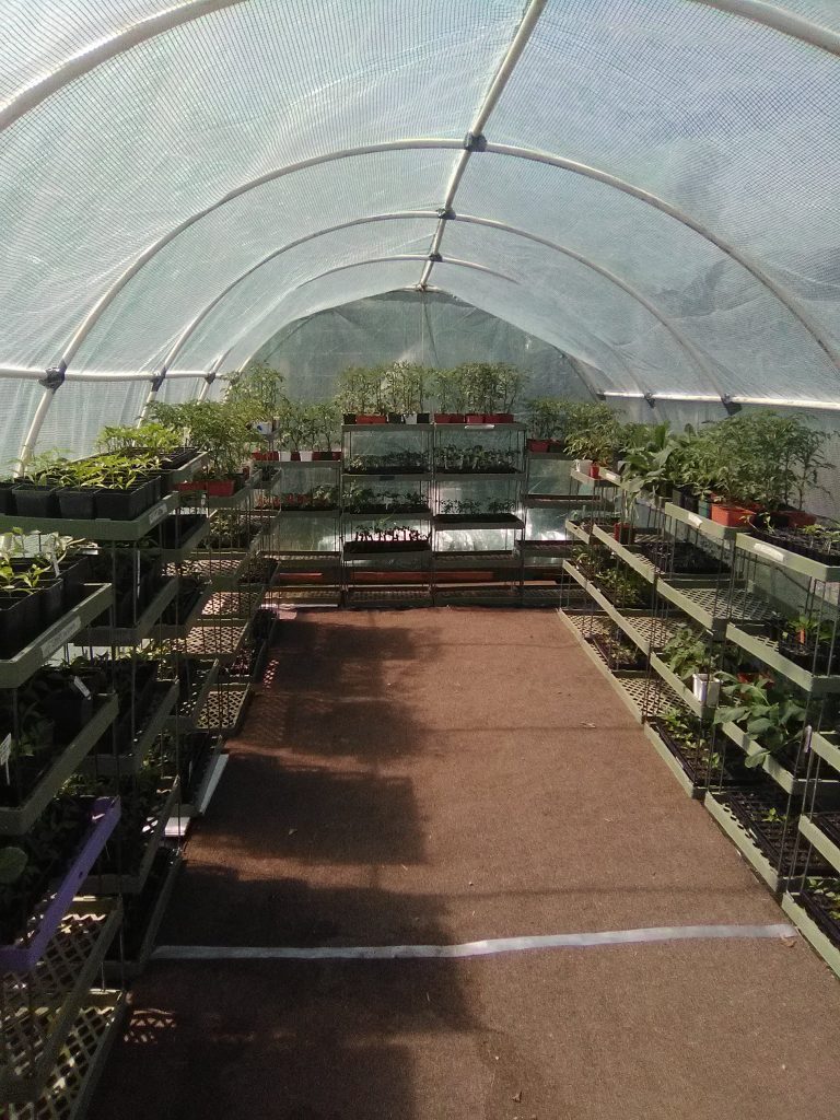 baby greenhouse 768x1024